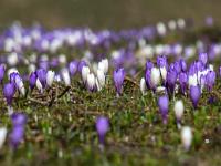 Krokusblüten in breiter Front